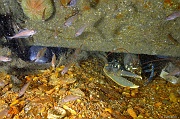 Conger conger epave-Homarus-gammarus Belle ile  Philippe Eric-7m-20160701-Denis-ADER-DSC_8368_tn